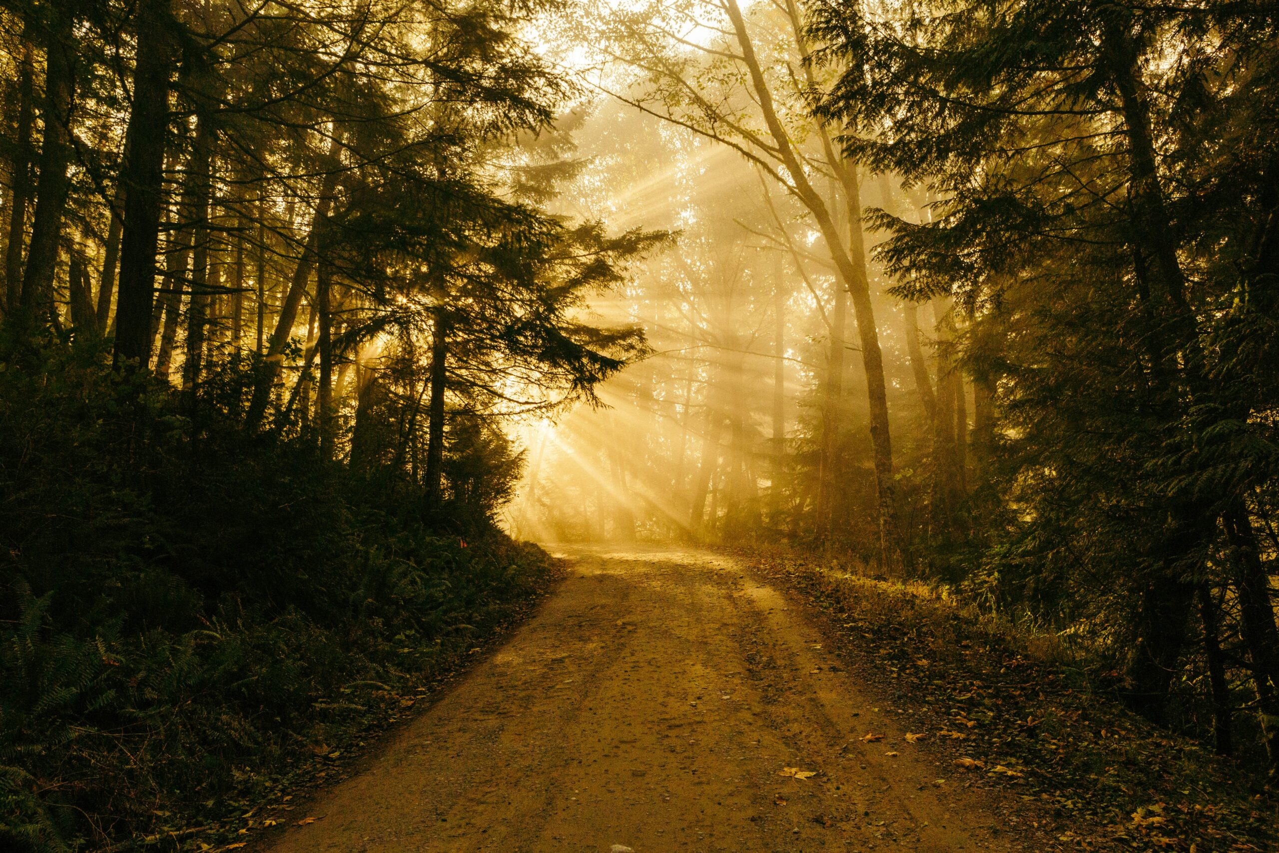 chemin de traverse en forêt — sortir son enfant de l'école phobie scolaire